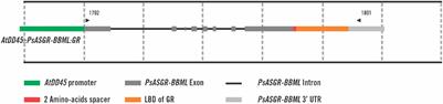 Controlled Induction of Parthenogenesis in Transgenic Rice via Post-translational Activation of PsASGR-BBML